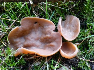 Schildförmige Scheibenlorchel (Gyromitra ancilis) im Kiefernforst bei Jesendorf am 17.04.2013 am Standort fotografiert. Sie wachsen auf und neben alten Fichten- und wie in diesem Fall Kiefernholz. Essbar, aber roh giftig!