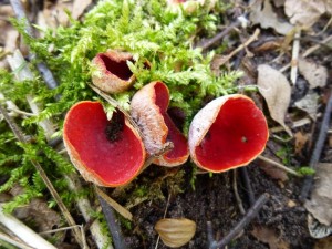 Der Höhepunkt unserer heutigen Wanderung. Österreichische Kelch- oder Prachtbecherlinge (Sarcoscypha austriaca) unter Weidengebüsch, von Klaus Warning entdeckt. Der Pilz scheint in derartigen Biotopen wirklich recht häufig zu sein. Standortfoto am Schweriner See bei Retgendorf am 20.04.2013.