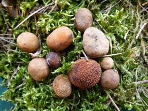 Im Zusammenhang mit unserem Frühlingspilzwochenende habe ich im Außenbereich eine kleine Ausstellung vorbereitet. Auf dieser Fläche habe ich auch diese Warzigen Hirschtrüffeln (Elaphomyces granulatus) fotografiert, die Klaus Warning vor einigen Tagen im Wald bei Friedrichswalde fand. Es sind somit auch Frischpilze, die auch im Frühling gefunden werden können.