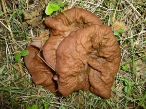 Hier zum Vergleich mit dem obigen Morchelbecherling nochmals die Schildförmige Scheibenlorchel (Gyromitra ancilis), die ich am Mittwoch schon einmal fotografiert hatte. Größe, Form und Erscheinungsbild sind recht ähnlich, aber die Ökologie ist eine ganz andere. Obige Art wächst an Speisemorchelstandorten und die Scheibenlorchel braucht Nadeholz und kommt gemeinsam mit der Frühjahrslorchel vor. Der Morchelbecherling zeichnet sich zu dem durch seinen markanten Chlorgeruch aus. Standortfoto bei Jesendorf am 28.04.2013.