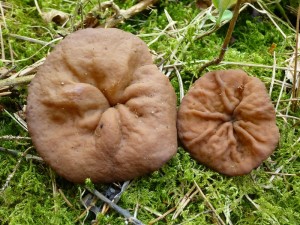 Zwar habe ich gestern noch mit Andreas Okrent diese ausnehmend schönen und frischen Schildförmigen Scheibenlorcheln (Gyromitra ancilis) im ehemals großherrzoglichen Forst Moidentin gefunden und am Standort fotografiert, aber die kurze Lorchelzeit dürfte dieser Tage bereits über dem Berg sein. Bergauf sollte es, wie schon erwähnt, nun endlich auch mit den Morcheln gehen.