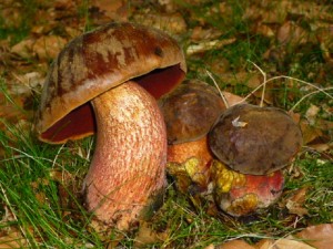 Der 25. Mai ist für mich persönlicher Stichtag für den Flockenstieligen Hexen - Röhrling (Boletus luridiformis). In weiser Vorausschau, dass es heute den ganzen Tag regnen soll, fuhr ich noch gestern Abend in einen Stadtnahen Buchenwald. Über 10 Flockis konnte ich hier finden!. Standortfoto am 24.05.2013.