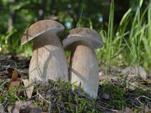 Diese wahrhaft herrschaftlichen Sommersteinpilze (Boletus reticulatus) hat Andreas Okrent vorgerstern bei Graal - Müritz gefunden und wie immer, hervorragend fotografiert. Hier sind die Röhrlinge in bescheidenem Umfang später erschienen, als bei uns!