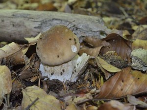 Und hier das Belegfoto von Andreas Okrent vom ersten echten Steinpilz (Boletus edulis) der Saison. Und er fand kurz drauf neben Sommersteinpilzen auch noch einen zweiten. Die ersten echten Steinpilze am 03. Juni - Das ist wirklich bemerkenswert und absoluter Frührekord für uns hier im hohen Norden.