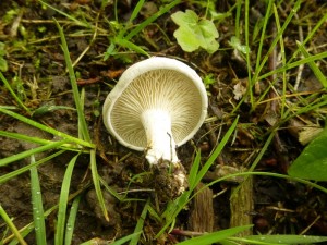 Vor wenigen Tagen fand und fotografierte ich im Seeblickpark den ersten Mehlpilz (Clitopilus prunulus) der Saison und machte in diesem Zusammenhang bereits Ende Mai im Tagebuch darauf aufmerksam, dass dann wohl der erste Echte Steinpilz auch nicht mehr fern sein kann. Heute Abend fand Andreas Okrent den ersten des Jahres 2013! Absoluter Frührekord. So zeitig wurde in unseren breiten noch nie ein Echter Steinpilz gefunden! 