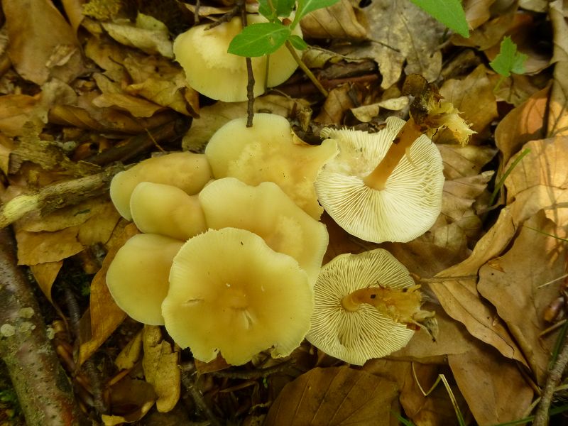 Sehr häufig war auch der kleine, angenehm pilzig duftende Waldfreund - Rübling (Collybia dryophilla) heute vertreten. Er wanderte als essbarer Pilz auch in die Sammelkörbe.