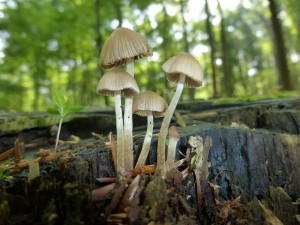 Mit diesem stimmungsvollen Foto einer kleinen Helmlingsgruppe (Mycena specc.) möchte ich unser Juni - Tagebuch eröffnen. Nach dam feuchten Wetter der letzten Zeit gibt es jetzt auch häufige Kleinarten, darunter auch verschiedene Helmlinge, Tintlinge, Mürblinge u.s.w.. Standortfoto am 01.06.2013 im Hundehagener Holz.