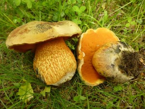 Diese schönen Netzstieligen Hexen - Röhrlinge (Boletus luridus) fotografierte ich heute im Wismarer Seeblickpark. Sie wachsen hier wie so oft unter Linden. Im Gegensatz zum Flockenstieligen Hexen - Röhrling, ist diese Art ein typischer Lindenbegleiter und vor allem in städtischen Allee- und Parkbäumen anzutreffen. Allerdings gibt es hier unter einer Buchengruppe auch Flockenstielige und in manchen Jahren sogar einzelne Glattstielige Hexen - Röhrlinge.