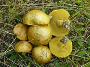 Auch im Kiefernforst bei Neukloster/Perniek ist dieser Tage der erste, leuchte Schub von Körnchen - Röhrlingen erschienen. Durch Wind, Sonne und trockenen Luft werden die Pilze gleich am Standort trockenkonserviert. Auch ein Birkenpilz, der in diesem Gebiet stand, waren die Trockenschäden durch eine aufgesrungene Hutshaut deutlich anzusehen. Standortfoto am 05.06.2013.