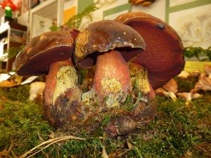 Dieses kapitale, gut 800 g schwere Büschel von vier Flockenstieligen Hexen - Röhrlingen (Boletus luridriformis)