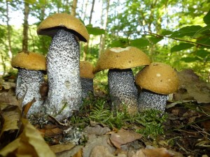 Das der erste Röhrlingsschub des Jahres im wesentlichen durch ist und nun ersteinmal eine Pause angesagt ist, scheint bis zu diesen frischen Birken - Rotkappen (Leccinum testaceoscabrum) noch nicht durchgedrungen zu sein. Sie schieben weiterhin munter ihre Fruchtkörper aus dem Waldboden in einer hervorragenden Qualität. Standortfoto am 07.06.2013 im Naturpark Sternberger Seenland.