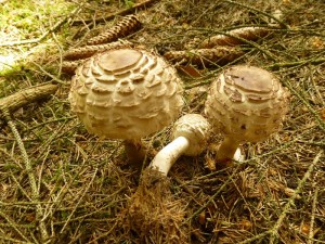 Seit Ende Mai gibt es in diesem Jahr hier und da in der Nadelstreu unserer Fichtenwälder einzeln oder in kleinen Gruppen hier und da Safran - Schirmpilze (Macrolepiota rhacodes). Ein guter Speisepilz, der besonders im Herbst reichlich gefunden werden kann. Standortfoto im Waldgebiet Wildacker bei Klein Görnow am 09.06.2013. 