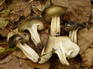 Die Rippenstielige Lorchel (Helvella solitaria) war eines der schönsten Funde des heutigen Tages. Sie standen an einem grasigen Waldweg im Wildacker. Der Pilz gilt als weit verbreitet, tritt aber trotzdem sehr zerstreut bis selten auf. Am Standort fotografiert am 09.06.2013. Kein Speisepilz. 