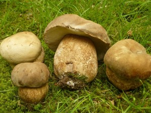 So sind auch im Wismarer Seeblickpark wieder einige, frische Sommersteinpilze (Boletus reticulatus) erschienen. Diese knackugen und massigen Fruchtkörper konnte ich gerade noch in letzter Minute vor dem Zerstückeln eines großen Rasenmähers retten. Wenige Meter standortversetzt am 11.06.2013 fotografiert.