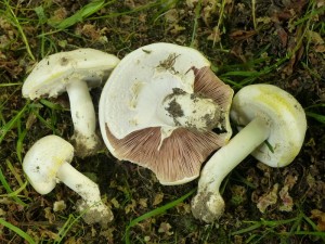 Aus aktuellem Anlaß, den kürzlich gab es bei uns einen Vergiftungsfall mit Karbol - Champignons, noch ein Foto dieser Egerlings - Art. Unter einer Kastanie in Hohen Kirchen stand heute einer größerer Trupp, ausreichend für eine Mahlzeit! Charakteristisch ist die markante Gelbverfärbung an Hut und Stielbasis und der Karbol - Geruch. Giftig. 12.06.1013.