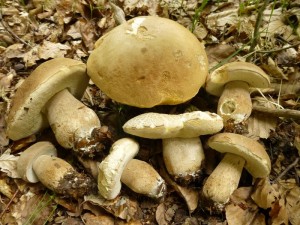 Diese Sommersteinpilze (Boletus reticulatus) fand ich gestern an einer sehr zuverlässigen Stelle im Altbuchenwald des evier Weiße Krug. Sie wurden heute Abend alle auf den Trockner geschnitten. Standortfoto am 12.06.2013.