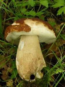 Hier dieser schöne Sommersteinpilz (Boletus reticulatus) mit rotbraunem Hut und auffallend weißen Röhrenmündungen. Der Kiefernsteinpilz hätte aber einen viel stärker rotbräunlich getönten Stiel. Am Standort in Wiligrag fotografiert am Abend des 14. Juni 2013.