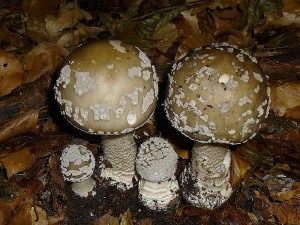 Diese schönen Grauen Wulstlinge (Amanita excelsa) habe ich gestern im Buchenwald bei Goldebee fotografiert. Sie dürfen nur von Kennern gesammelt werden, denn die Verwechslungsgefahr mit den stark giftigen Pantherpilzen ist recht hoch. Man achte auf die grauen Hüllreste, die geriefte Manschette und die einfache Stielknolle, ohne Ringelsöckchen. Standortfoto am 30.06.2013. 