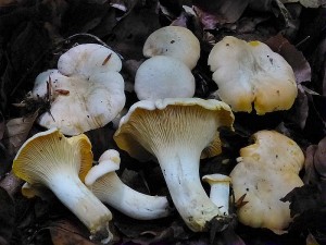 Der Hochsommer ist die große Zeit der Pfifferlinge. Hier sehen wir die besonders üppige und kräftige Varinte des Eierschwamms, den Blassen Laubwalpfifferling (Cantharellus pallidus). Standortfoto am 30.06.2013 im Naturpark Sternberger Seenland.