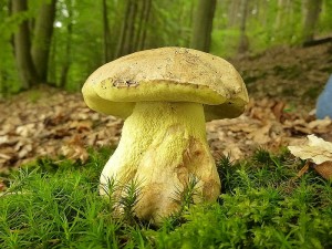 Dieser ungewöhnlich schöne Anhängsel - Röhrling (Boletus appendiculatus) erfreute uns gerstern am Hohlsee und wäre uns beinnahe entgangen, denn wir fanden ihn erst auf der Rücktour vom Deichelsee kommend. In der Regel hat diese selten Dickröhrlingsart einen schlankeren Habitus. Essbar, aber zu schonen. Rote Liste 3 = gefährdet!