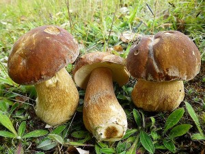 Schon wieder Sommersteinpilze! Ich hääte natürlich auch ein anderes, schöne Foto einer anderen Pilzart von unserer heutigen Tour nehmen können, aber der Sommersteinpilz (Boletus retuculatus) war einfach der Pilz des Tages. Kaum eine Art war häufiger vertreten, als dieser Dickröhrling. Standortfoto im Naturpark Sternberger Seenland am 03.07.2013.