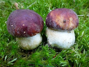 Diese jungen Kiefern - Steinpilze (Boletus pinophilus) brachte uns heute morgen Andreas Okrent aus Graal - Müritz mit. Zwei Jahre blieben sie an seiner bekannten Stelle aus, in diesem scheinen sie sich wieder eines besseren zu besinnen. Sehr guter Spesepilz, aber meist recht selten.