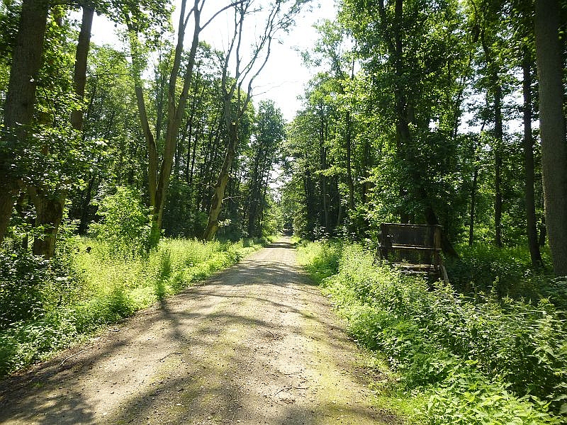 Bei herrlichstem Sommerwetter führten wir heute eine kleine Bestandsaufnahme in den Wäldern zwischen Rühn und Baumgarten bei Bützow durch. In unmittelbarer Nähe fließt die Warnow. 07.07.2013.