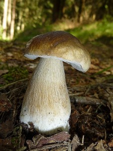 Einsam und allein stand dieser wunderschöne Fichten - Steinpilz (Boletus edulis) mitten auf einem naturbelassenen Waldweg. Standortfoto am 10.07.2013 im Naturpark Sternberger Seenland.