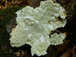 Der Top - Fund unserer Wanderung war der in Deutschland bisher nur sehr selten nachgewiesene Blassgrüne Knorpelporling (Ceriporiopsis pannocincta). Ich habe ihn an einem Buchenstubben gefunden und am Standort fotografiert. 13.07.2013, MTB: 2136/3 Neukloster Forst bei Neumühle.