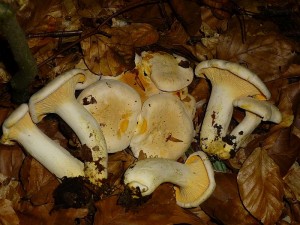 Büschelweise schoben sich erneut zahlreiche, große und fleische Blasse Laubwaldpfifferlinge (Cantharellus cibarius var. pallidus) durch die dicken Buchenlaubpakete. Da aber diese Pfifferlinge den früh- und Hochsommer bevorzugen, wird hier für dieses Jahr bald schluß sein. Standortfoto am 14.07.2013.