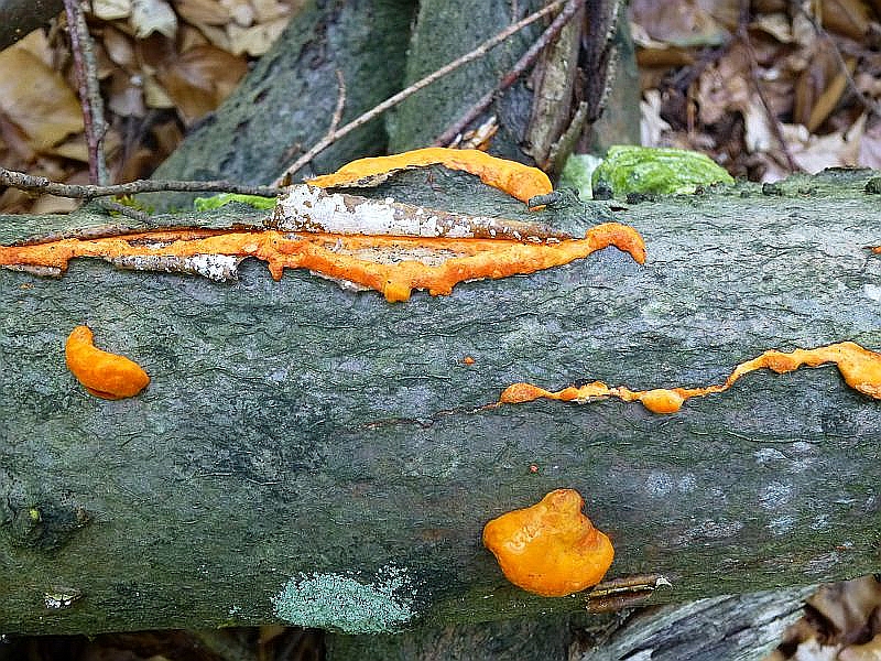 Am selben Stamm brechen aus der Buchenrinde die prächtig orange gefärbten Frucvhtkörper des Nördlichen Zinnoberschwamms (Pycnoporus cinnabarinus) heraus. Ungenießbar. Standortfoto am 17.07.2013 im Radebachtal, MTB: 2236/1.