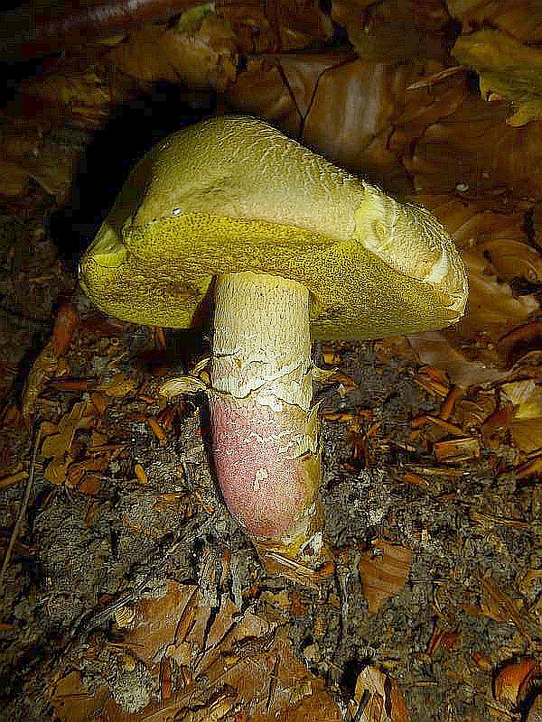 Auch der Schönfuß - Röhrling gehört zu den seltenen Pilzen in unseren Wäldern. Hier sehen wir ihn etwas trockengeschädigt. Da er bitter schmeckt, gilt er als ungenießbar. 17.07.2013 im Radebachtal, MTB: 2236/1.