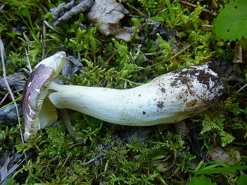 Pilze gab es aber bis auf einige Rißpilze oder diesem violetten Täubling (Russula specc.) kaum