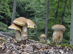 Stimmungsvolle Steinpilz - Impressionen aus dem Radebachtal von Andreas Okrent. Er war hier gestern unterwegs und brachte mir u. a. auch einige Sommersteinpilze (Boletus reticulatus) für unsere Ausstellung und zum trocknen mit. Foto: 01.07.2013. 