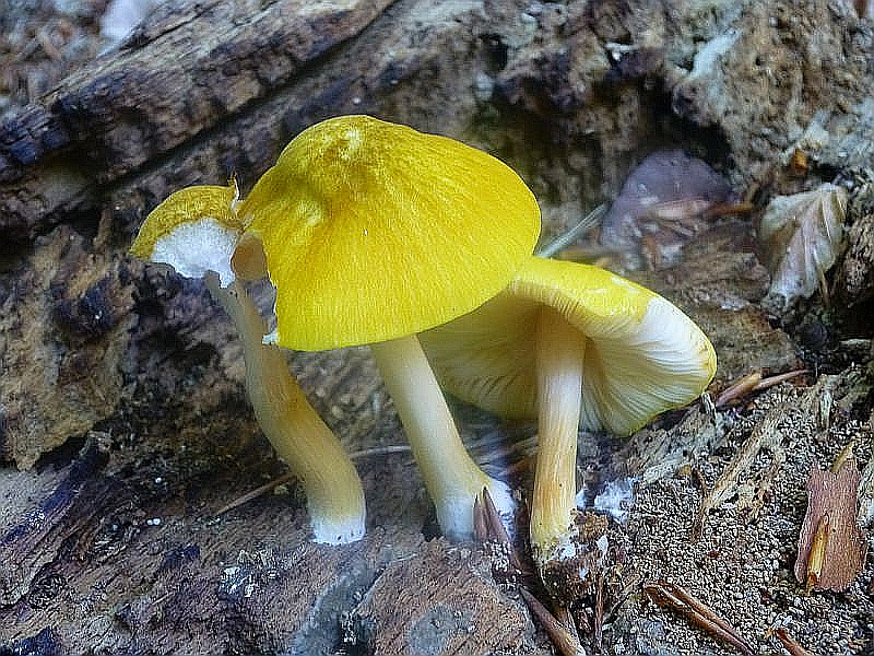 Der schönste und herausragendste Fund der heutigen Wanderung waren allerdings diese seltenen LKöwengelben Dachpilze (Pluteus leoninus). Die Art war aber schon aus dem Radebachtal bekannt, aber trotzdem ist dieser wunderschöne Pilz immer ein Erlebnis.