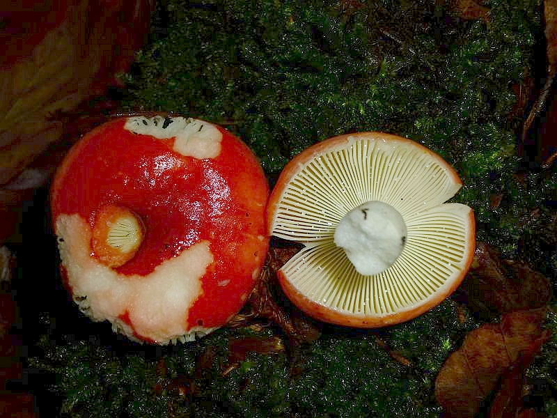 Bei diesem roten, kleinen bis Mittelgroßen Buchenwaldbewohner handelt es sich um den brennend scharf schmeckenden Buchen Spei - Täubling (Russula mairei). Ungenießbnar und am Standort fotografiert.