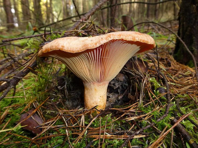 Pilze Der Echte Reizker — Rezepte Suchen