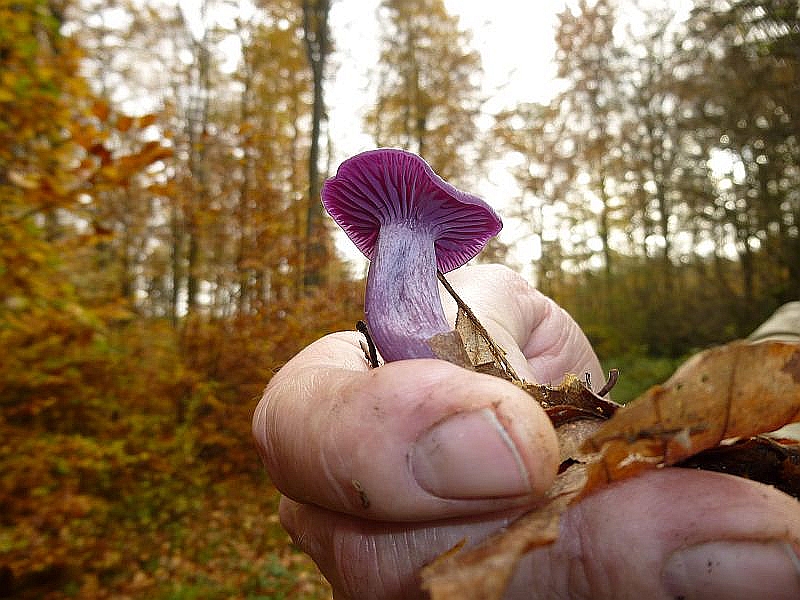 Es handelt sich um den farbenfrohen Violetten - Lacktrichterling (Laccaria ametystea). Essbar.