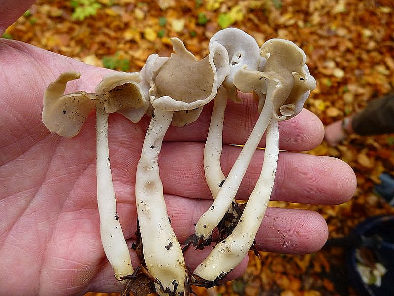 Im frisch gefallenen Buchenlaub schwer auszumachen waren diese Elastischen Lorcheln (Leptopodia elastica). Ohne Speisewert. Die Pilze können in Kiefernwäldern gelegentlich Massenbestände ausbilden.