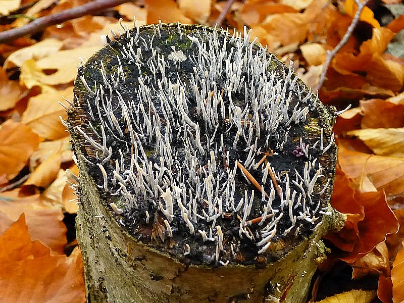Hier noch einmal die Geweihförmige Holzkeule (Xylaria hypoxylon) in Reinkultur auf der Schnittfläche eines raltiv frischen Buchenstubbens. Die sehr häufige Art zählt zu den Schlauchpilzen. Standortfoto.