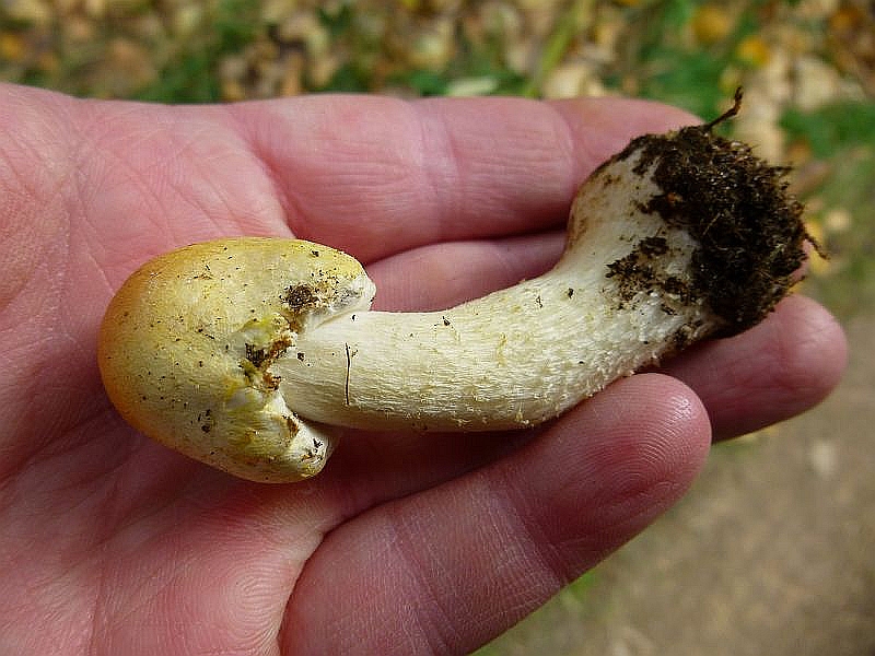Der Dünnfleischige Anis - Champigon (Agaricus silvicola) ist ein Waldbewohner und sein Hut neigt im Gegensatz zu den meisten Anis - Champignons starkr zu gilben. Guter Speisepilz.