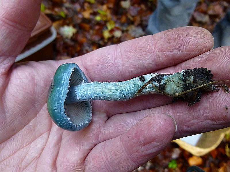 Eine markante und leicht wieder zu erkennende Arten sind der Blaue Träuschling (Stropharia caerulea) und der sehr änliche Grünspan - Träuschling. Ihre schleimige Badekappe läßt sich leicht abziehen. Essbar.