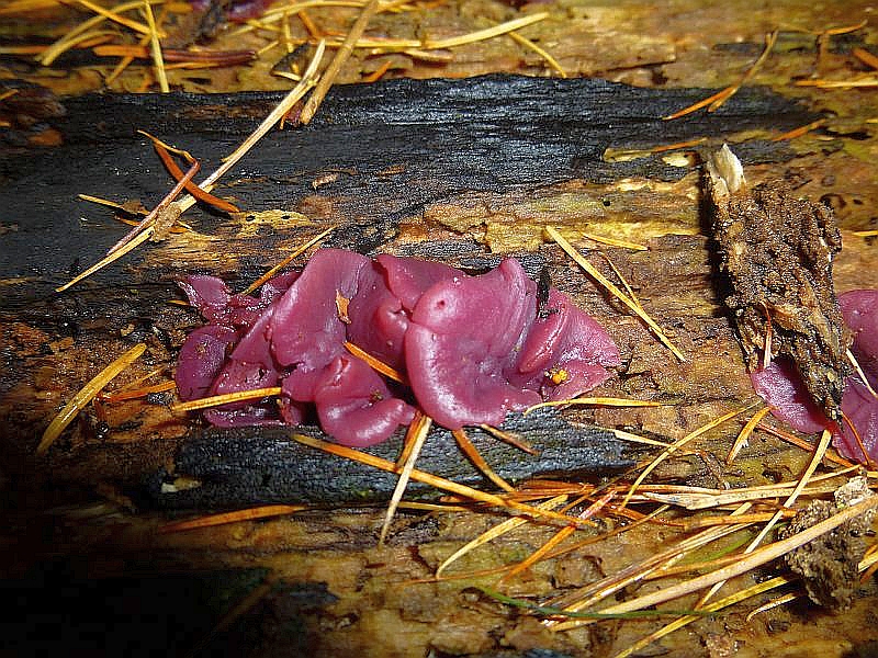 Der zu den Schlauchpilzen gehörende Fleischrote Gallertbecher (Ascocoryne sarcoides) ist mit seinen violetten farbtönen eine auffällige Gestalt an totem Laubholz. Kein Speisepilz.