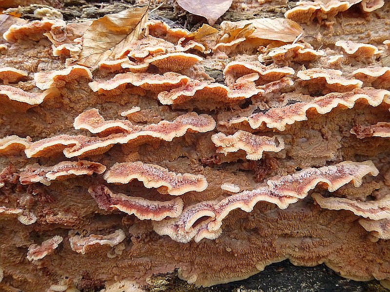 Überaus häufig ist gerade jetzt, im Spätherbst und Frühwinter an altem Buchenholz dieser sehr dekorative Gallertfleischige Fältling (Merulius tremellosus) zu finden. Standortfoto.
