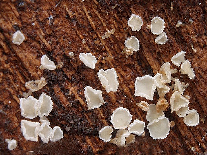 Schneeweißes Haarbecherchen (Dasyscyphus niveus). Die winzigen, bis max. 2 mm im Durchmesser erreichenden, weißen, langgestielten Becherchen sind recht häufig auf der Unterseite von liegendem Laubholz, meist Eiche zu finden. Wir haben sie während unserer intensiven Kartierungszeit zielgerichtet gesucht, in dem wir alte liegende Eichenstrünke und Wurzeln drehten. Die Außenseite der Fruchtkörper ist mit kleinen Häärchen besetzt. Ähnlich ist auch das Weiße Haarbecherchen (Dasyscyohus virgineus, das meist auf feucht in der Humusschicht liegende Bucherckernschalen zu finden ist. Das Foto sandte mir Wilhelm Schulz aus Duisburg zu. Vielen Dank! 