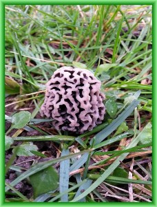 Diese junge Speisemorchel (Morchella esculenta) hat unsere junge Pilzfreundin Sina Mews bereits am 20. März am grasigen Wegrand in einer Kleingartenanlage im nordwestmecklenburgischen Schönberg fotografiert!