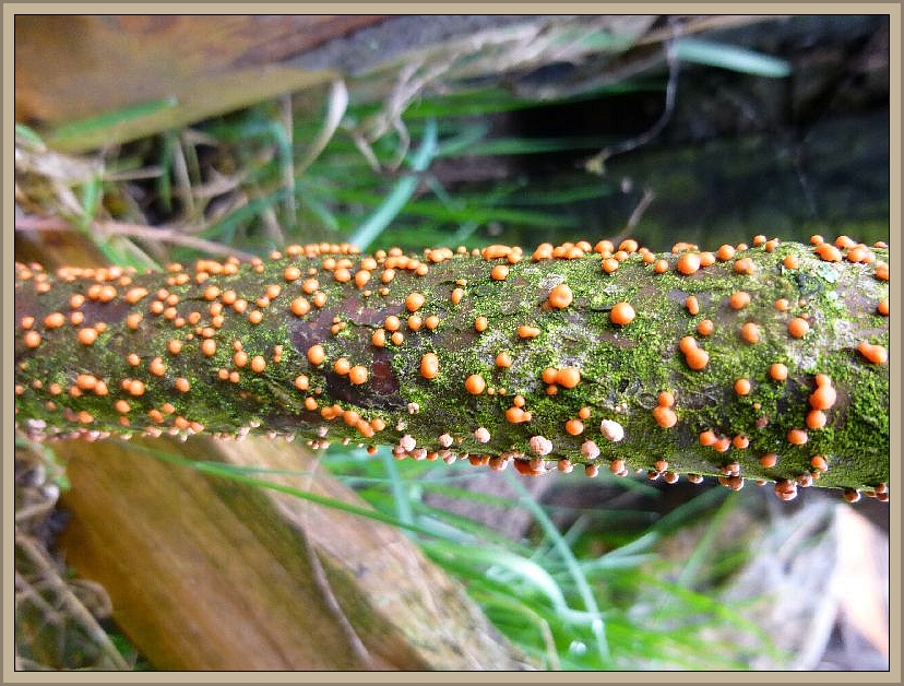 Pilze gab es natürlich auch auf diesem Gelände, so wie dieses Rötlichen Pustelpilze (Nectria cinnabarina) an einem verbauten Holzstamm.
