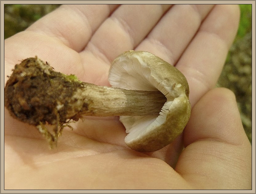 Aus einem alten, bemoosten Buchenstubben wuchs dieser essbare Rehbraune Dachpilz (Pluteus atricapillus) heraus.