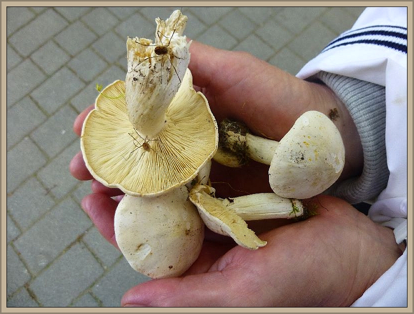 Gleich zu Beginn entdeckte unser Pilzfreund Peter Kofahl eine Handvoll Maipilze (Calocybe gambosa).