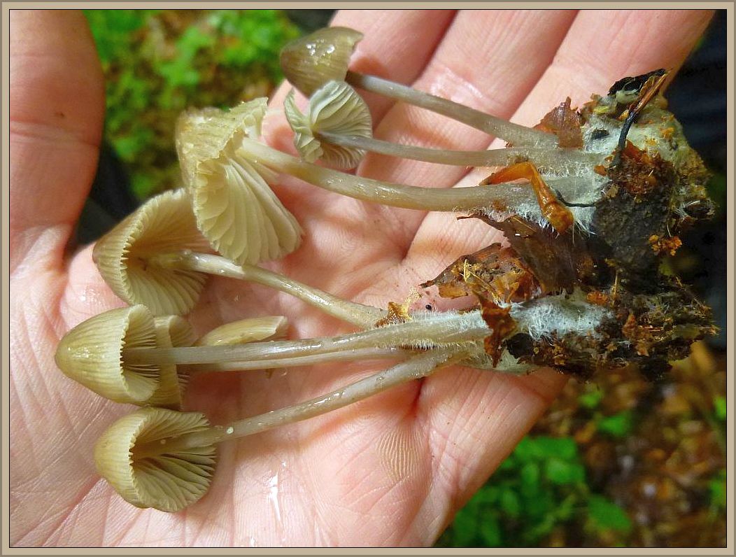 Der ziemlich häufige Alkalische Helmling (Mycena alcalina) wächst büschelig an Stümpfen und Ästen. Der glockige Hut ist grauolivlich gefärbt und stark gerieft. Der Geruch ist aufdringlich alkalisch. Ohne Speisewert.